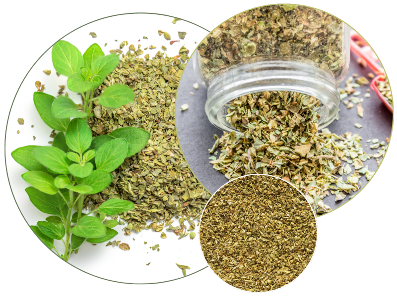 oregano1.png