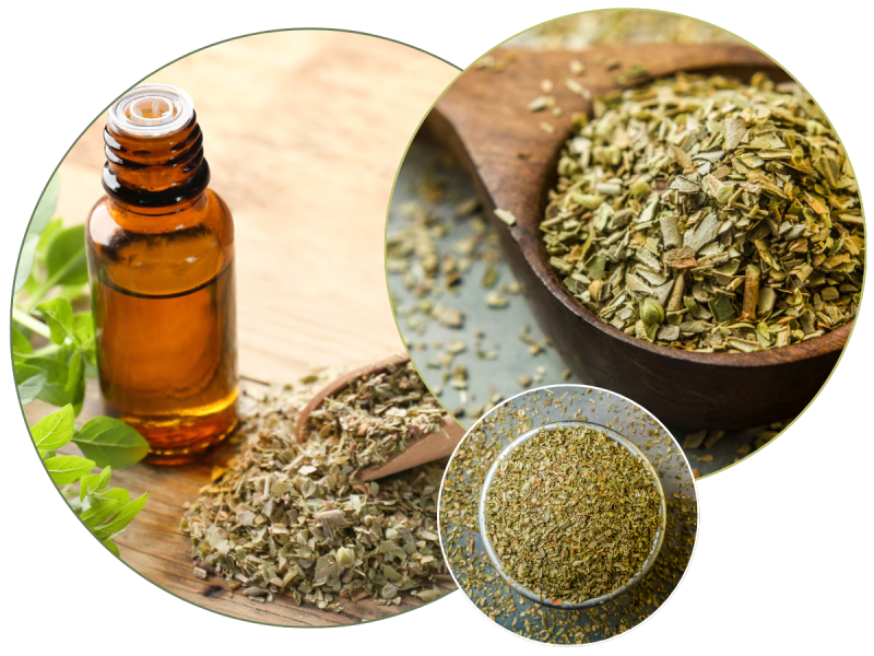 oregano2.png